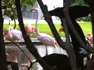 Flamingo in Milan